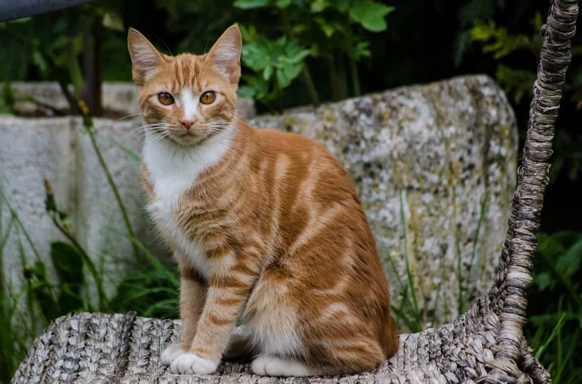 orange tabby cat with blue eyes