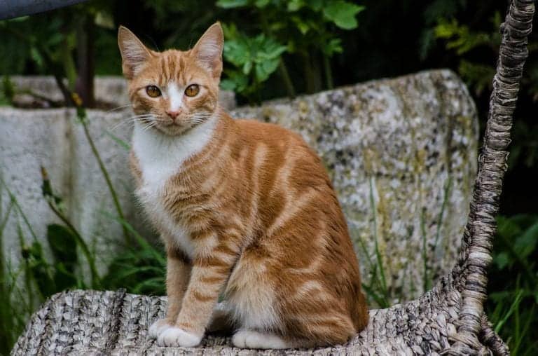 ginger orange tabby cat