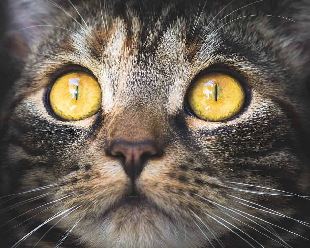 7 Human Foods You Can Share With Your Cat Cole Marmalade