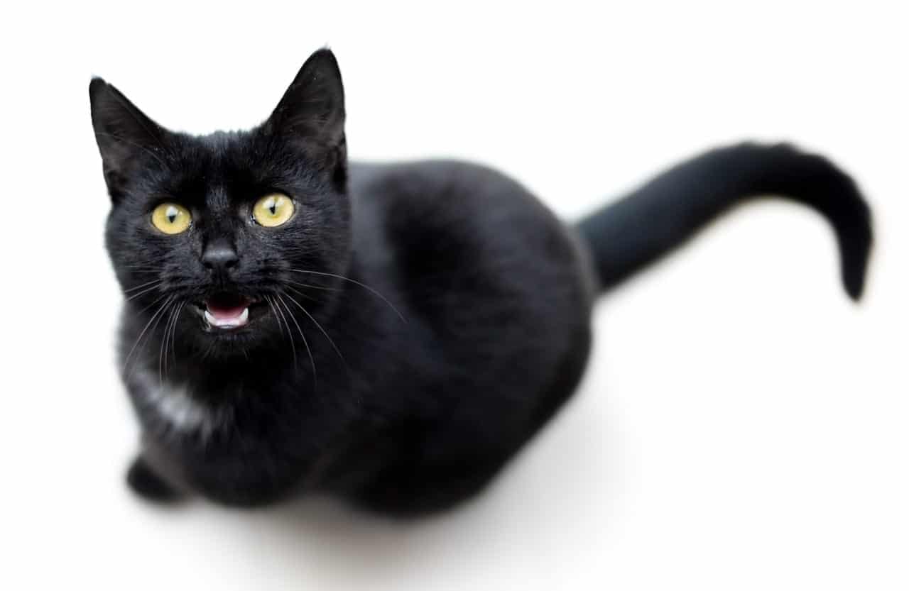 7 Reasons Why Your Cat Keeps Meowing At You Cole Marmalade