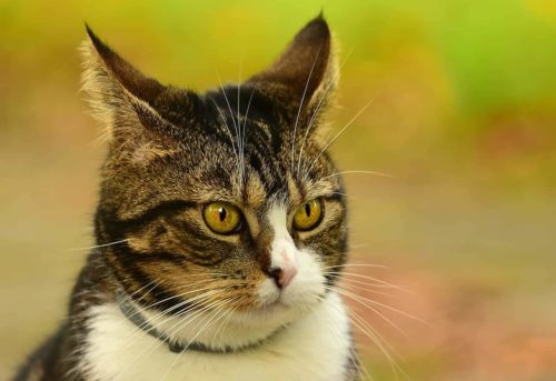 25 Interesting Facts About Cats You May Not Have Known - Cole & Marmalade