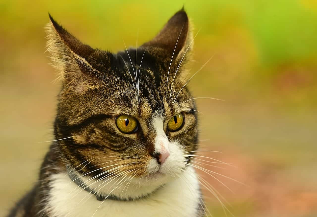 25 Interesting Facts About Cats You May Not Have Known Cole Marmalade