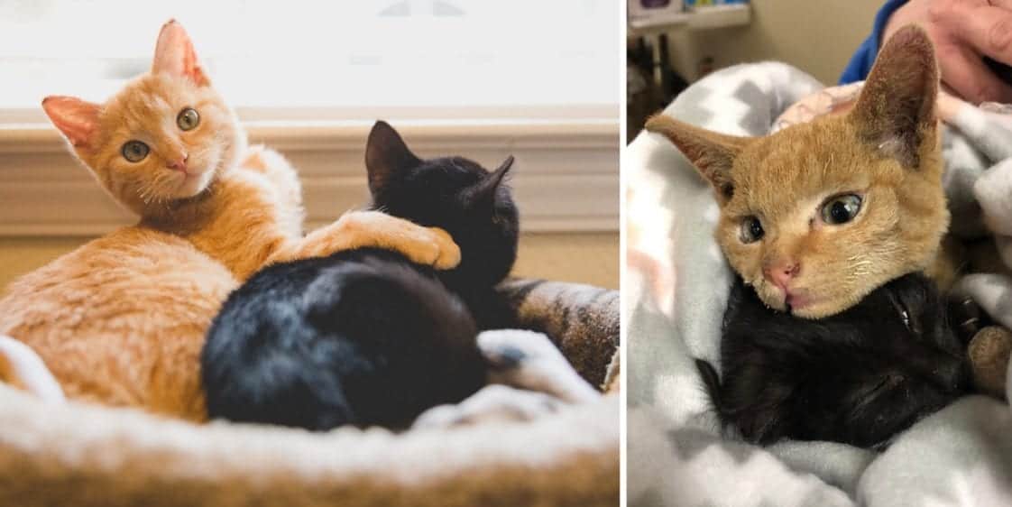 Signs Your Kitty Would Love A Second Cat Cole & Marmalade