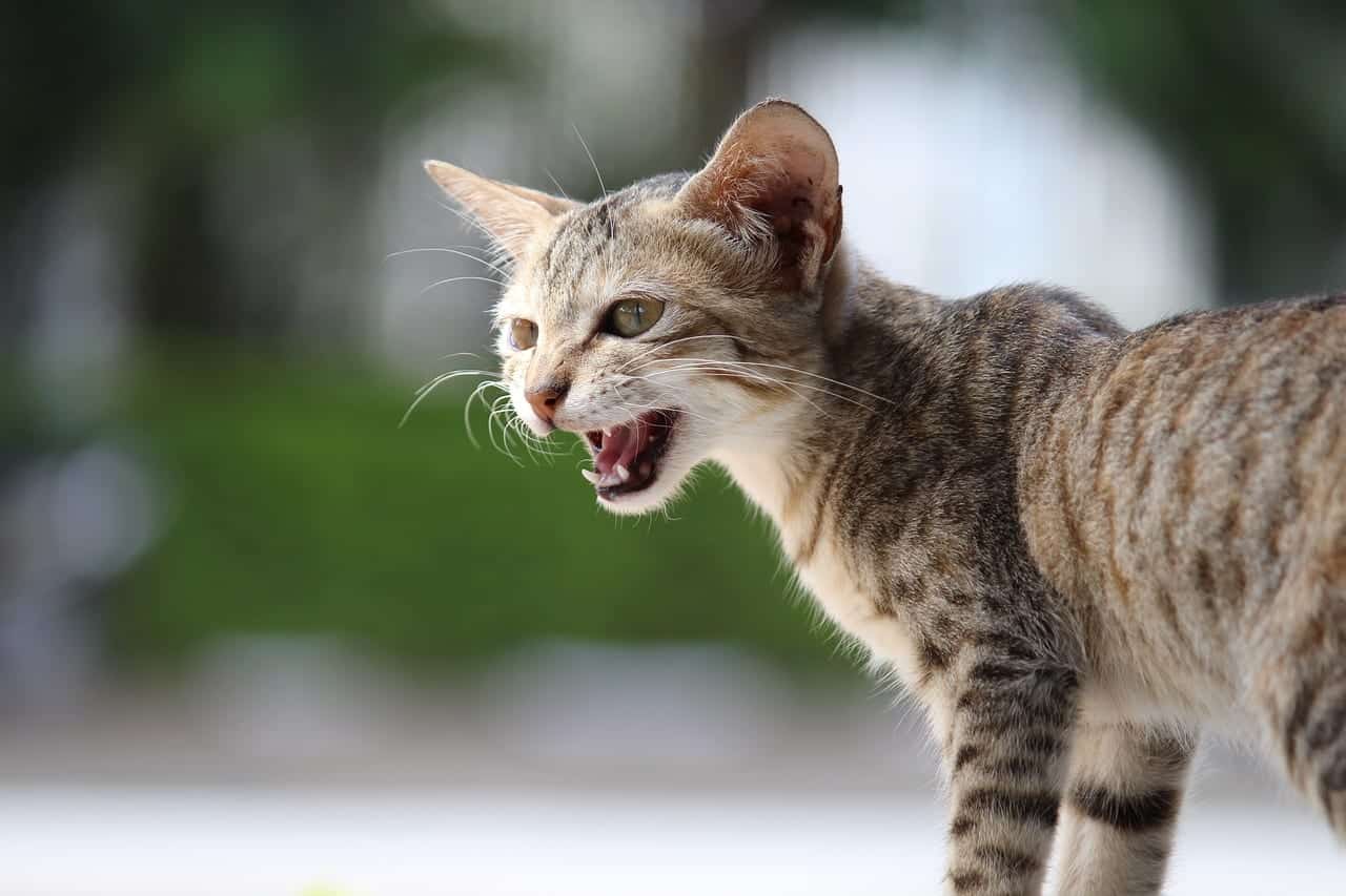 7 Reasons Your Cat May Be Meowing Constantly - Petful