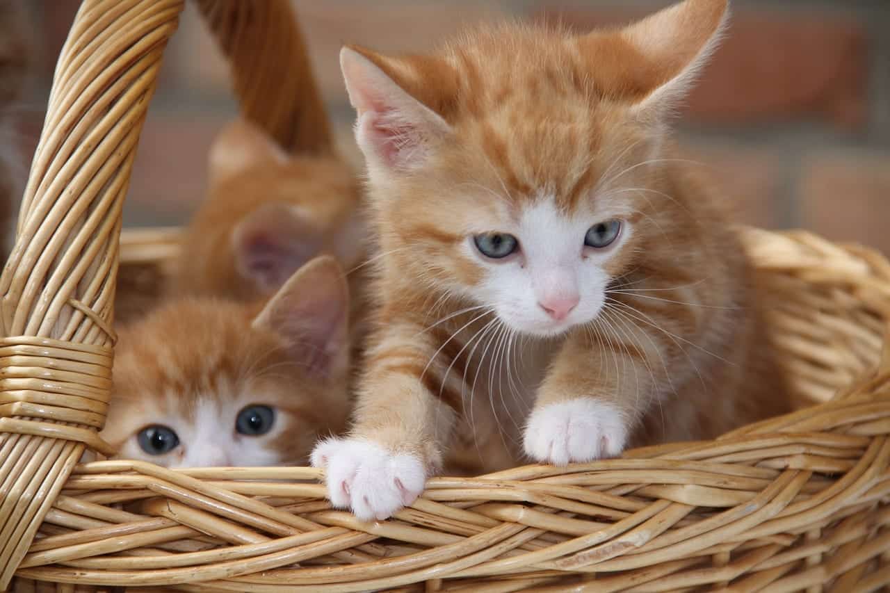 ginger ticked tabby