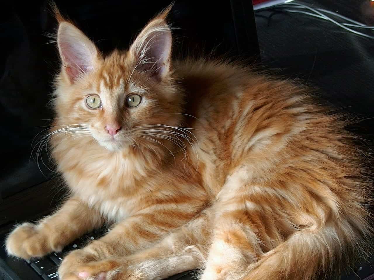 ginger fluffy orange tabby cat