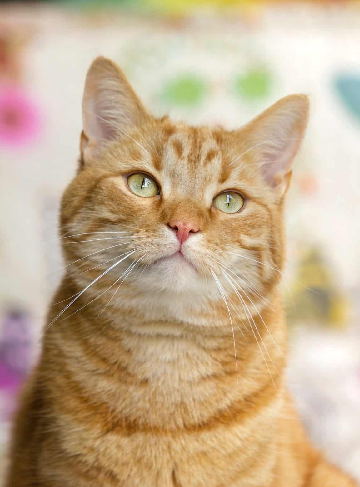 red tabby cat with purple eyes