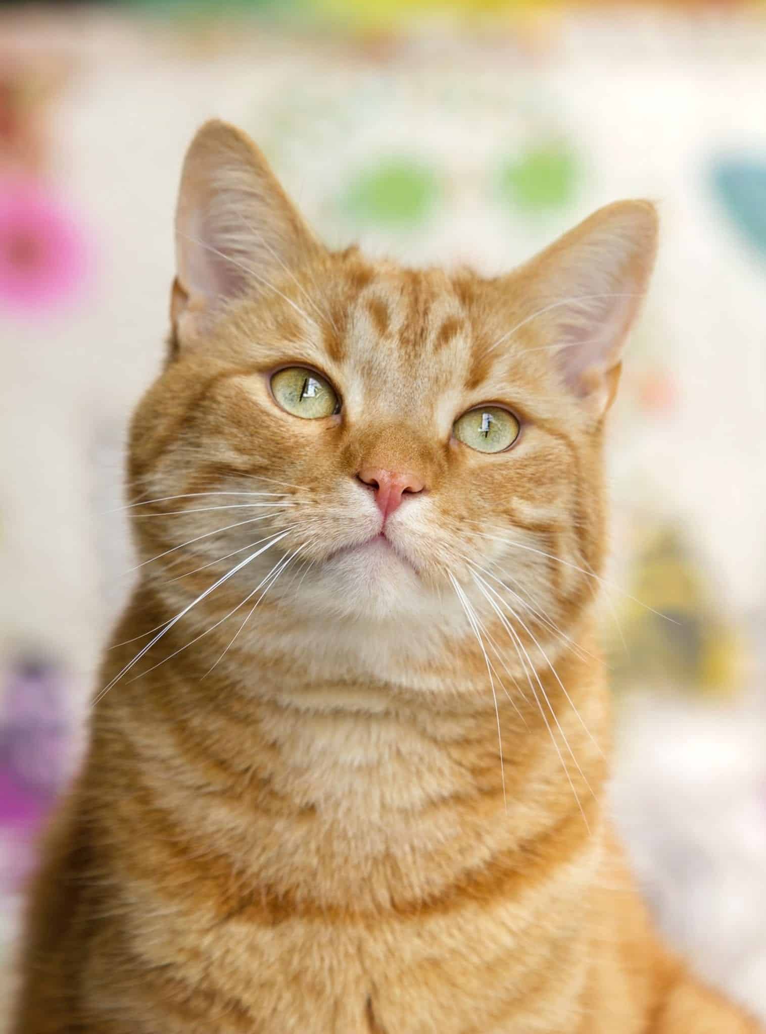 red tabby cat with mean face