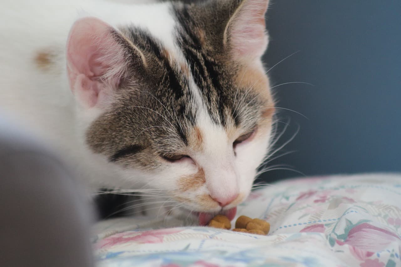 7 Human Foods You Can Share With Your Cat Cole Marmalade