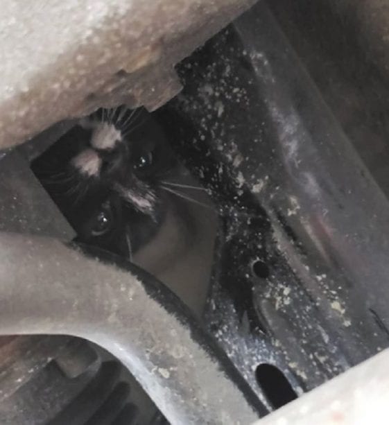 Kitten In NYC Takes Terrifying 15Mile Journey Stuck Under Car; 7