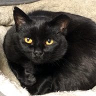 (With Update) Shelters Longest Black Cat Resident Finally Adopted! Has ...