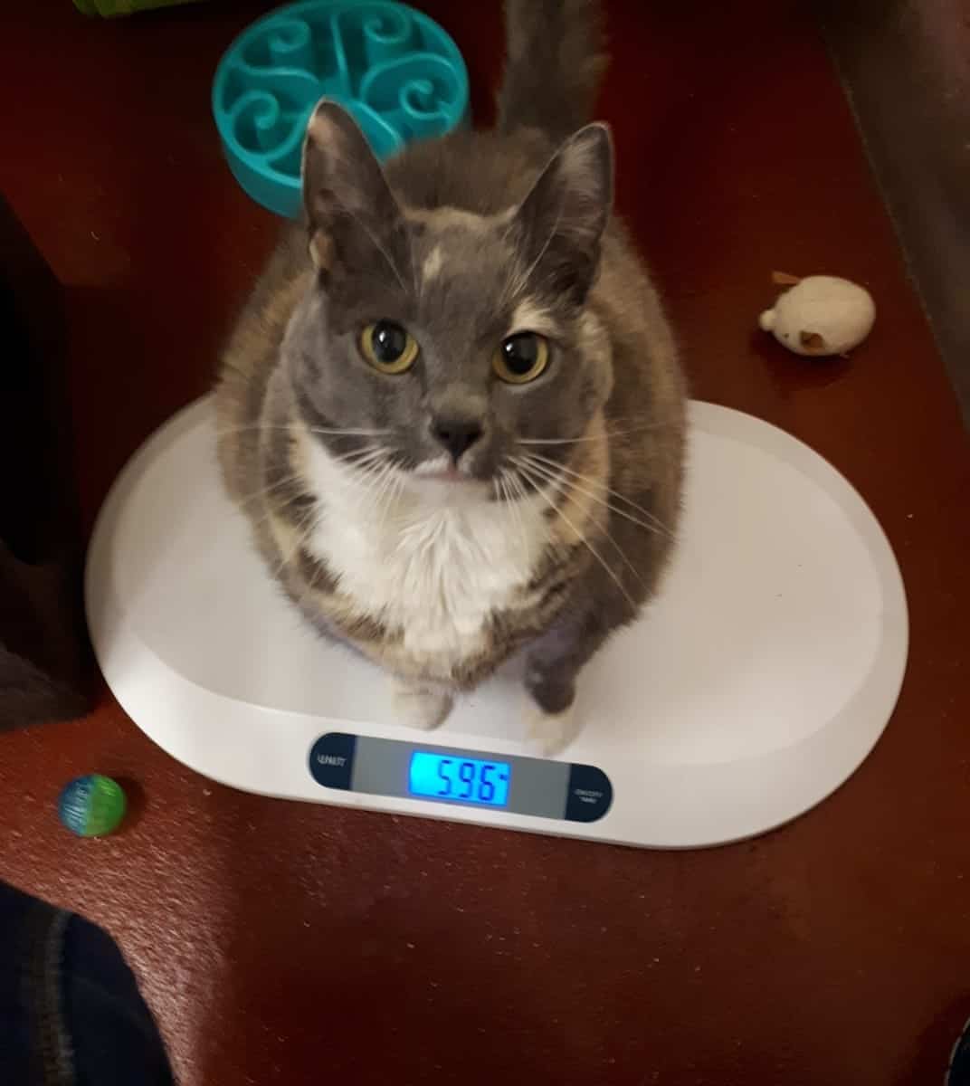 (New Update!) Dieting Fat Cat Losing Weight Successfully But Can't Find