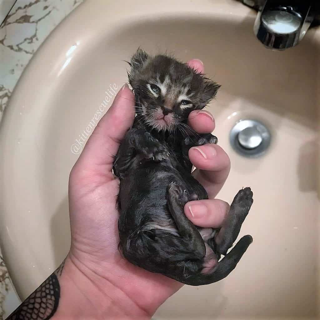 Two Week Old Kitten Rescued Alone Freezing Fostered Into Happy Out