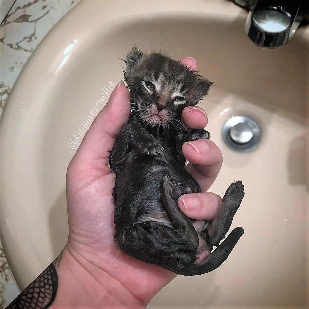 Two Week Old Kitten Rescued Alone And Freezing Fostered Into Happy Out Of This World Playful 