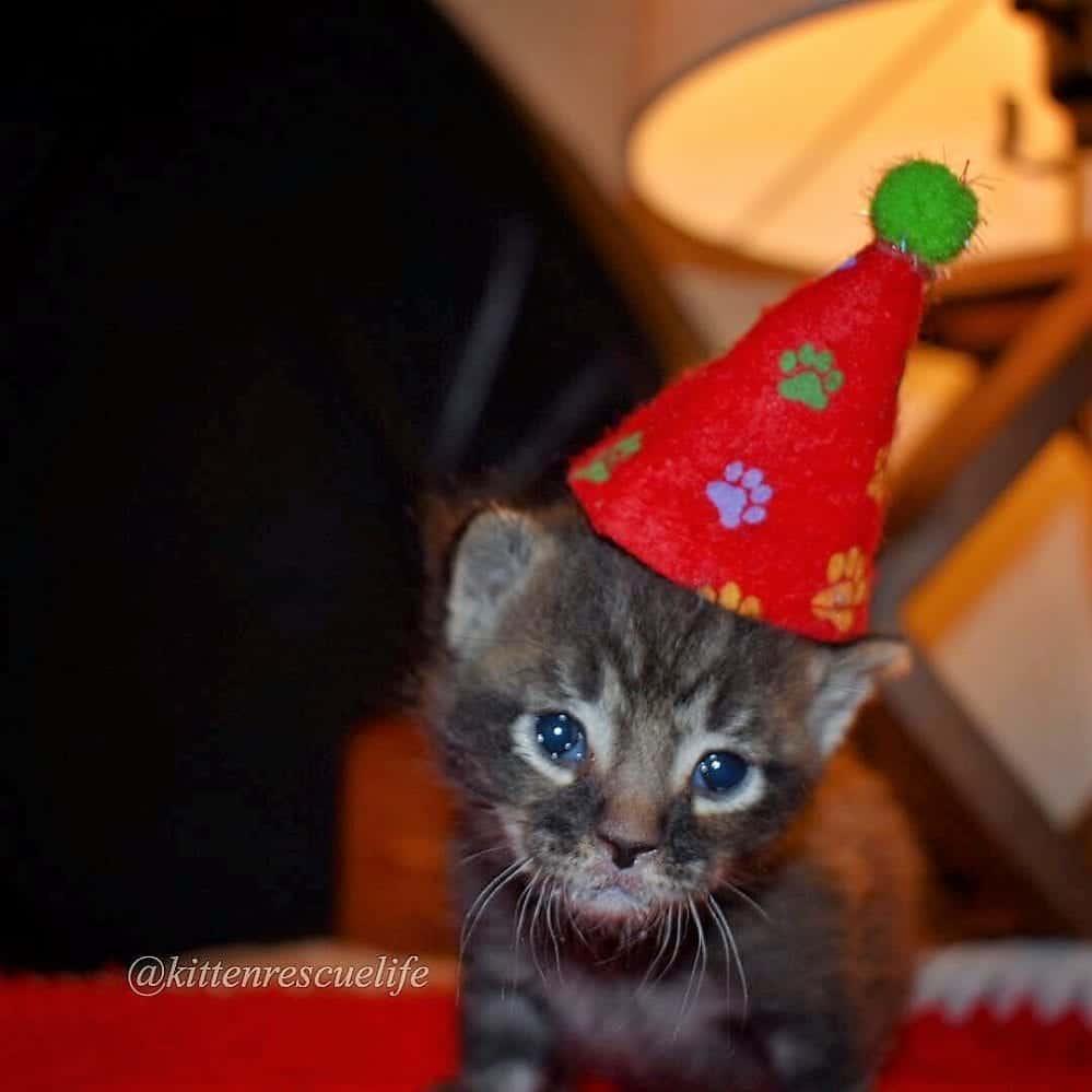Two Week Old Kitten Rescued Alone & Freezing; Fostered Into Happy, "Out ...