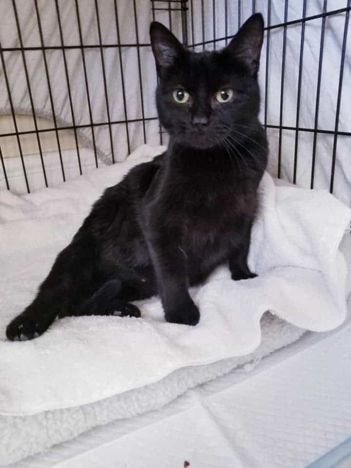 Black Cat Dumped On The Cold Boston Streets; Rescued Only A Week Before ...