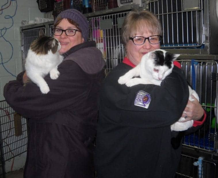 Bonded Blind Cats Rescued From Hoarding House; Finally Adopted After ...