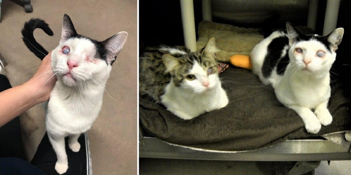 Bonded Blind Cats Rescued From Hoarding House; Finally Adopted After Months  Of Being Overlooked - Cole & Marmalade