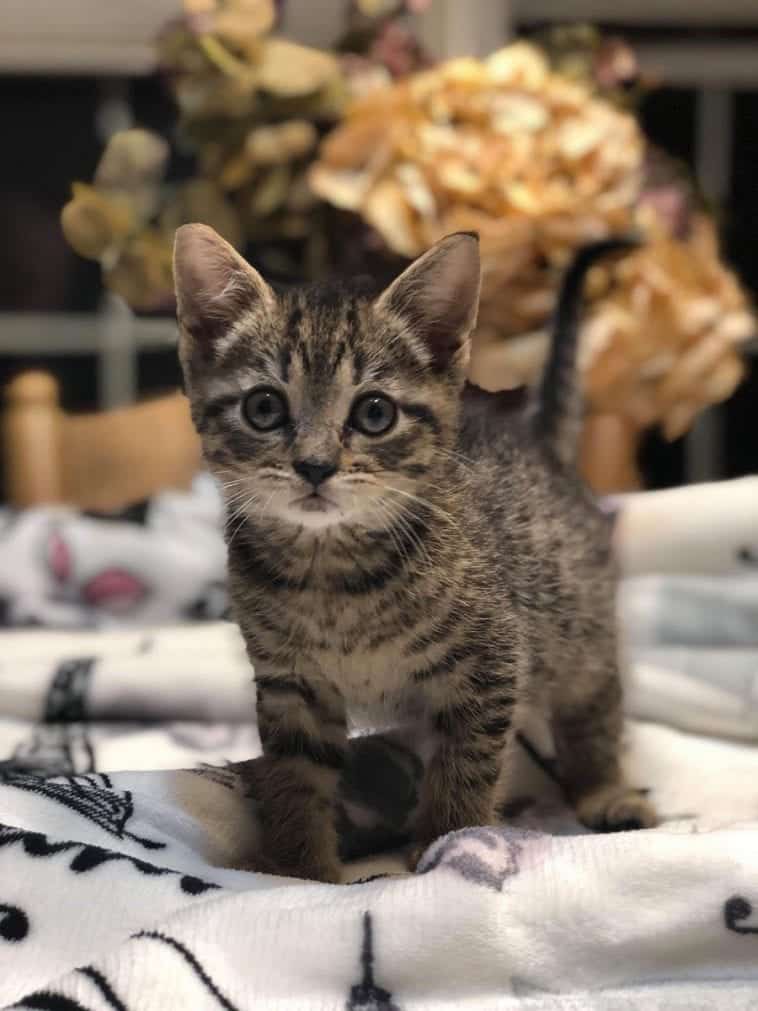 Twelve Kittens Abandoned In Cage Sitting In A FOOT Of Snow; Now Thawed ...