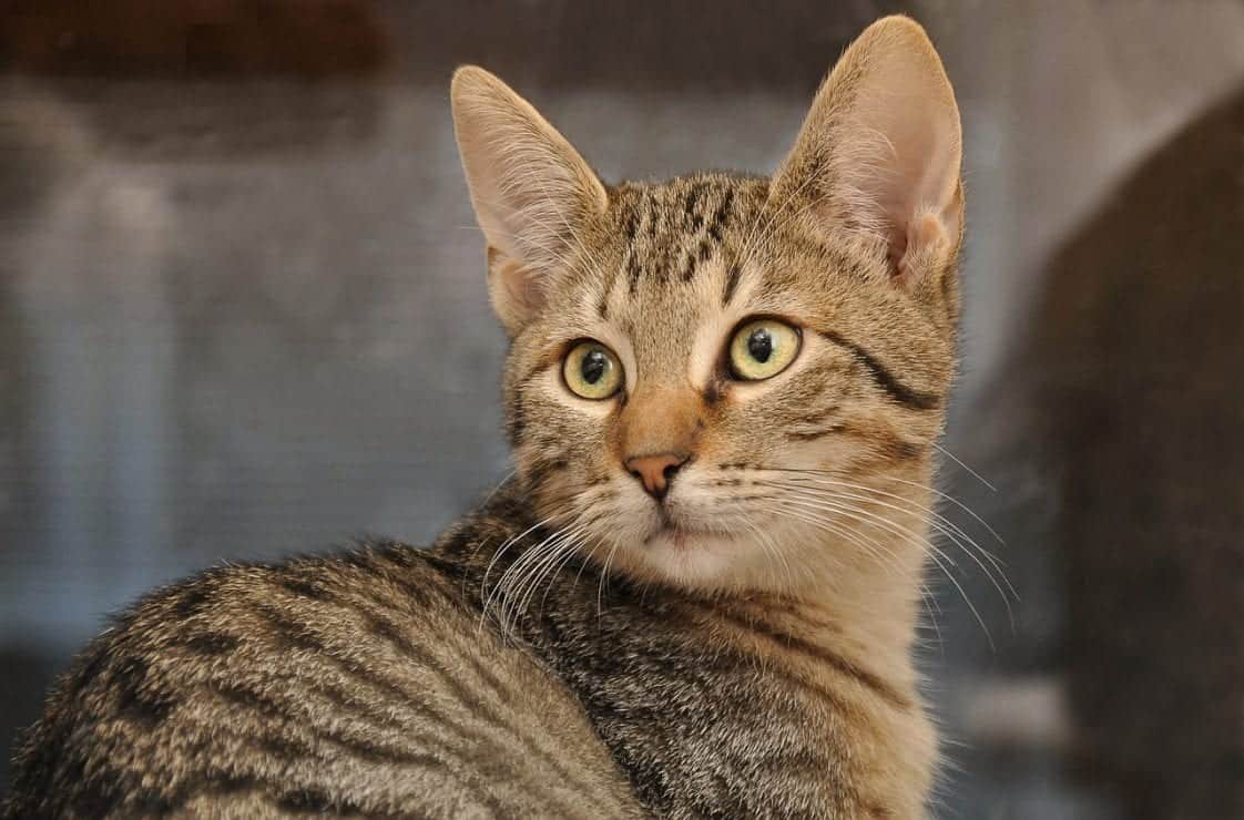 What To Do If Your Indoor Cat Gets Outside Cole & Marmalade