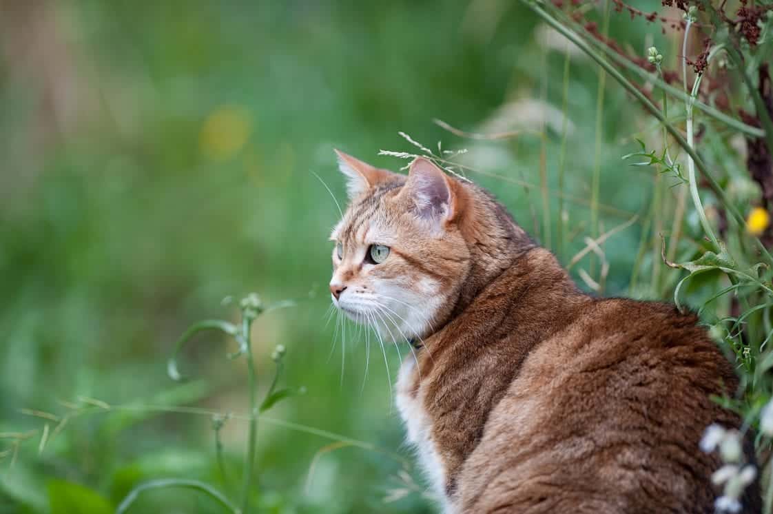 What To Do If Your Indoor Cat Gets Outside Cole & Marmalade