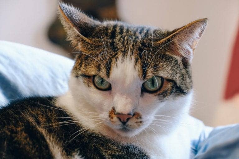 Do You Know The Signs Your Cat Is In Pain? - Cole & Marmalade