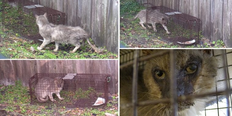 Trapper Asked To Help Catch A Stray Cat; Who Just Happens To Look Like ...