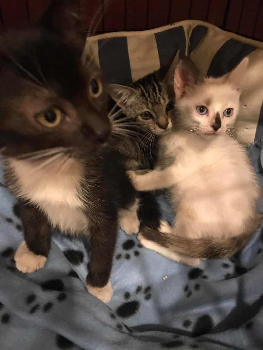 Adopting Three Rescued Kittens Who 