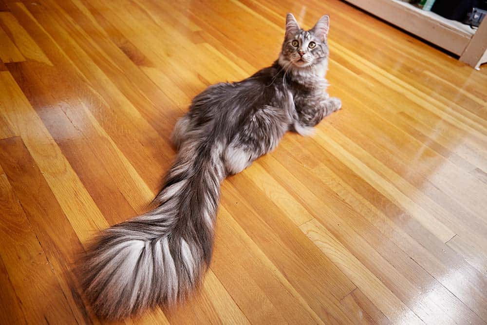 5 Fun Facts About Maine Coon Cats - Cole u0026 Marmalade
