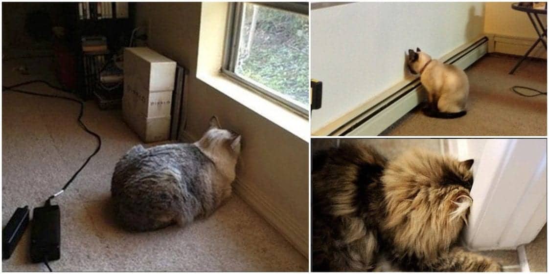 head-pressing-in-cats-a-must-read-for-all-cat-owners-cole-marmalade