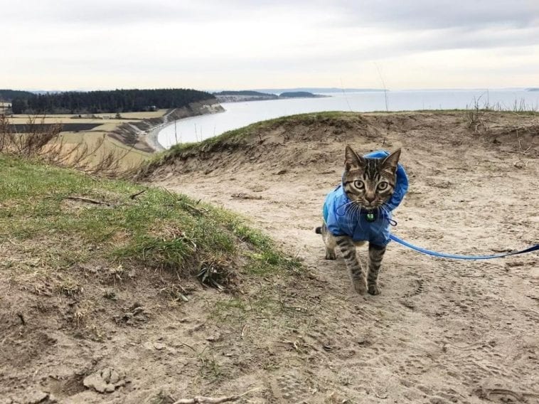 Cat With A Love For The Great Outdoors Wins Hearts On The