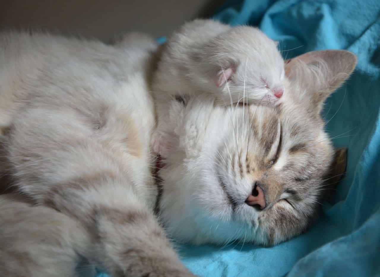 Preparing A Purrfect Cat Birthing Box For Your Mama Fluff  