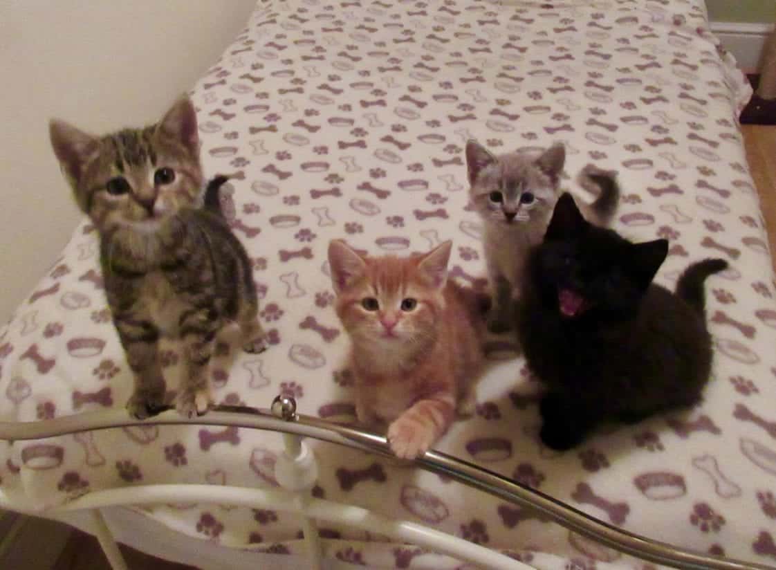 Abandoned Stray Kitten Never Sees Daylight Until Rescued, Happily