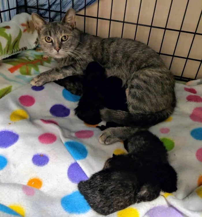 Couple Refuses To Leave Stray Mama Cat And Her Newborn Kittens Behind ...