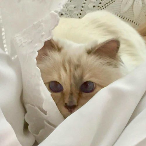 Karl Lagerfeld's Cat Set To Inherit A Record Breaking Fortune - Cole