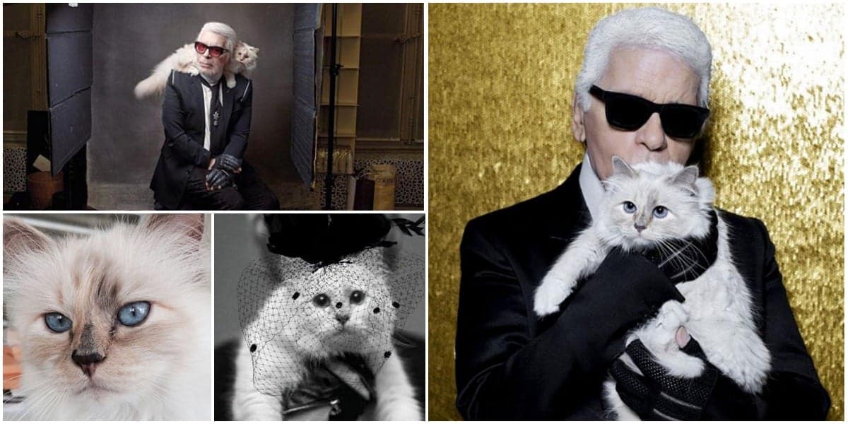 Karl Lagerfeld's cat set to inherit a chunk of the fashion designer's  fortune to maintain lavish lifestyle - ABC News