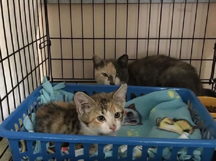 Two Feral Kittens Find Happiness, Friendship And A New Home Together ...