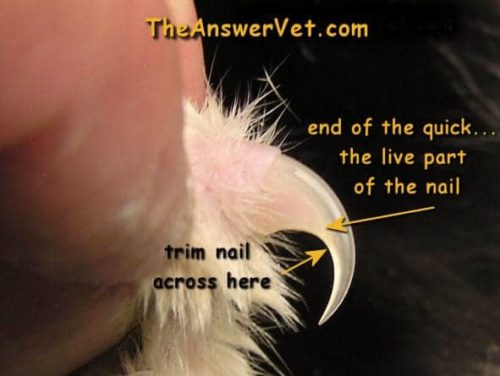 Best Tips And Info On How To Trim Your Cats Nails - Cole & Marmalade