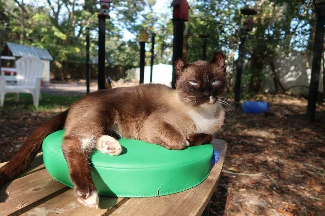 Senior Cat Finds The Purrfect Retirement Home After Owner Moves Into