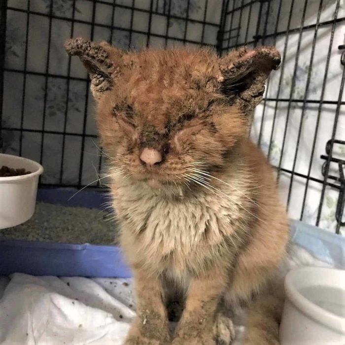 Stray Ginger Cat Has Mange So Bad He Can't See; Now Look What A Little