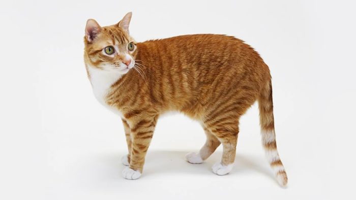 How To Tell The Difference Between Torbie, Tortie, Calico And Tabby ...