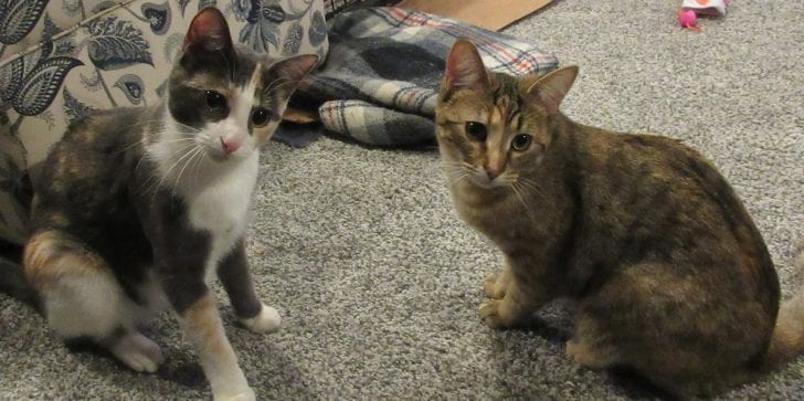 3-Year-Old Bonded Cat Sisters Born Into Foster Care; Now A Month After ...