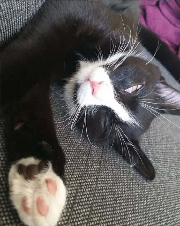 Rescued Stray Tuxedo Kittens Fur Begins Turning White At A Year Old