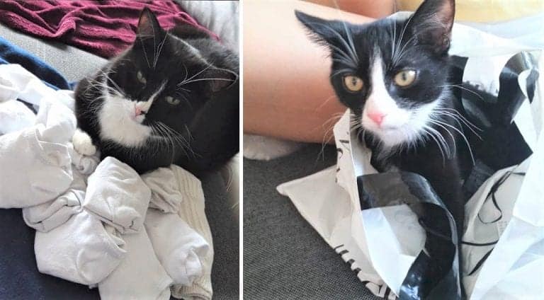 Rescued Stray Tuxedo Kittens Fur Begins Turning White At A Year Old ...