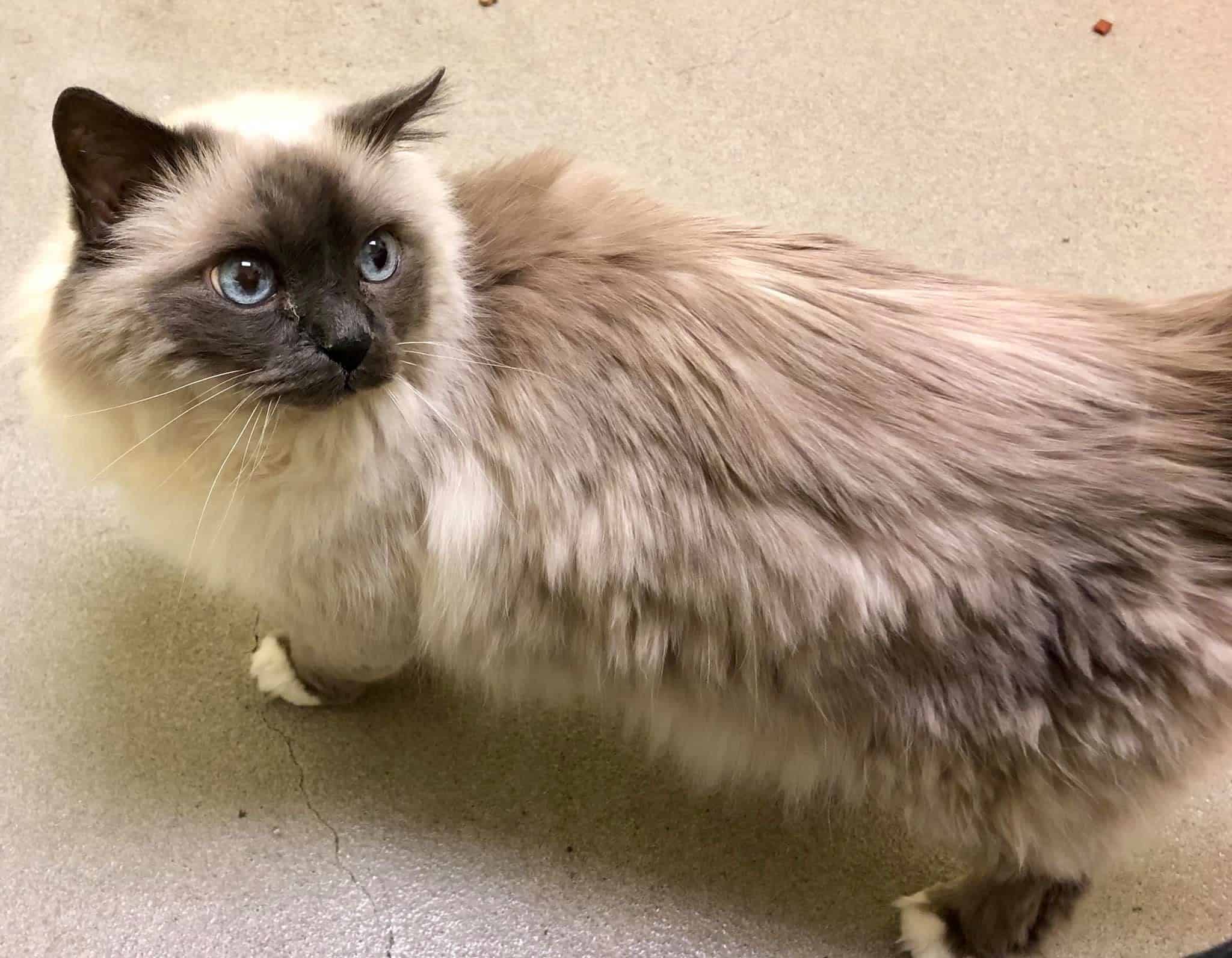 With Update Two 16 Year Old Birman Cats Relinquished To Shelter With Heartbreaking Note By Sobbing Owner Entering Nursing Home Cole Marmalade