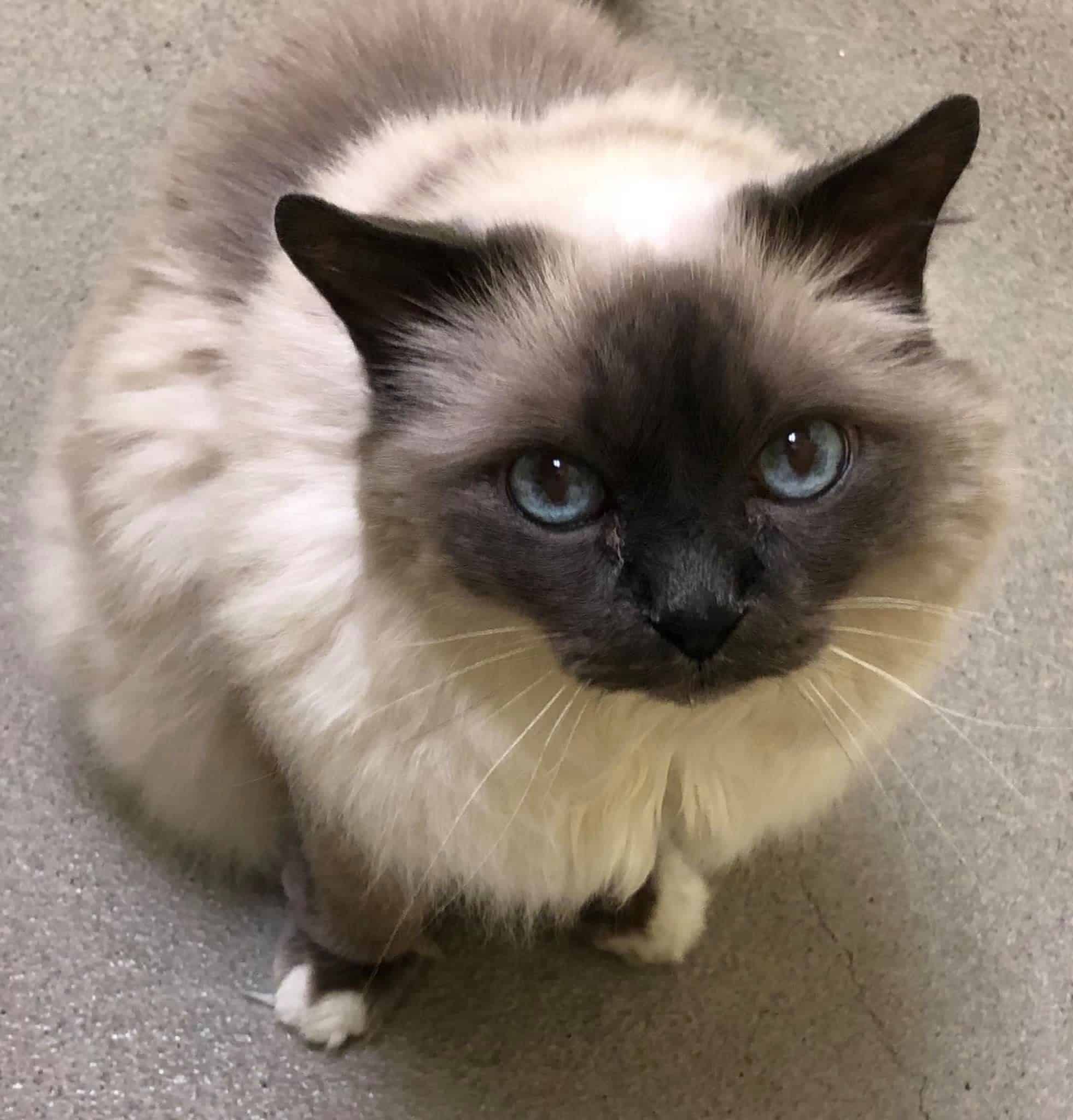 With Update Two 16 Year Old Birman Cats Relinquished To Shelter With Heartbreaking Note By Sobbing Owner Entering Nursing Home Cole Marmalade