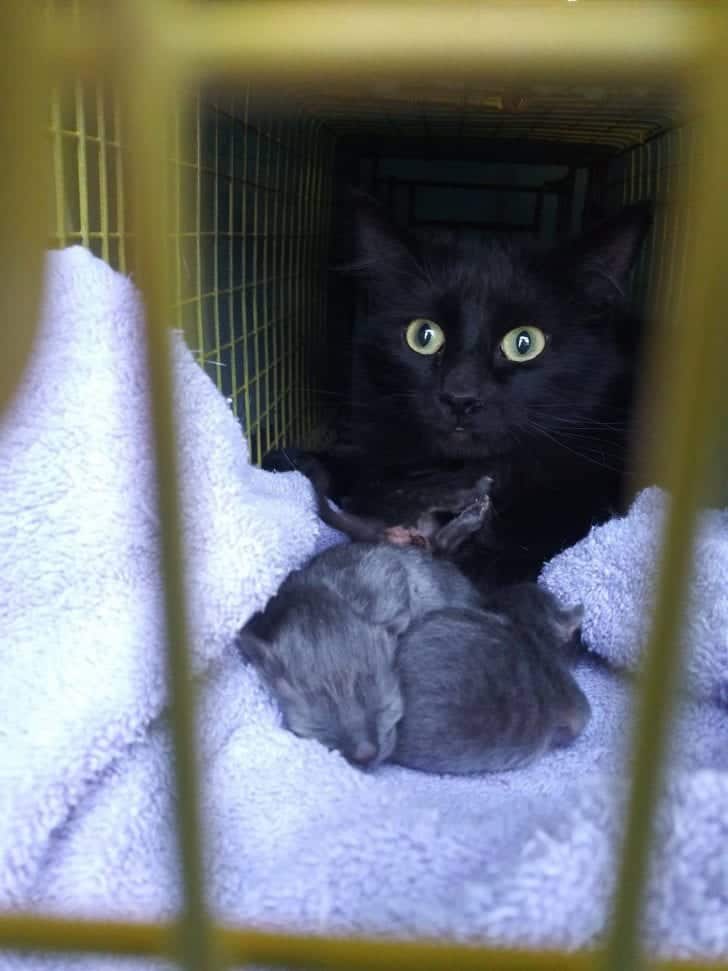 32 Cats In Las Vegas Hit The Jackpot; All Trapped During 3 Days Of