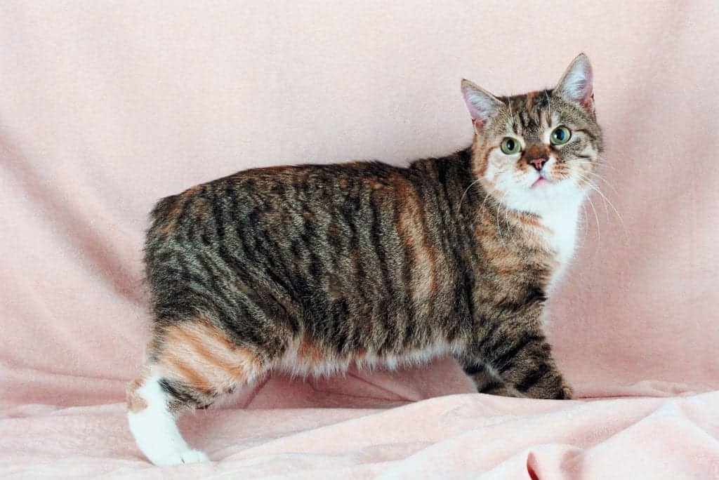 Feline 411 All About Manx Cats Cole Marmalade