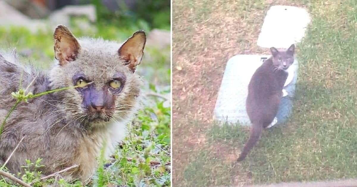Werewolf Cat Logan's Rescue Story Inspires One Family To ... Werewolf Cat Logan's Rescue Story Inspires One Family To ...