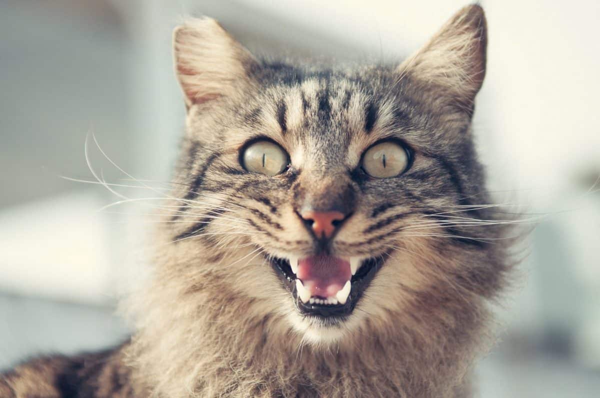 Why Does Your Cat Hiss? — The Reasons Behind This Cat Noise